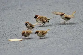 麻雀群体大换血，“进口货”取代本土麻雀，这是为何？图片