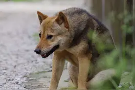 俗话说“老狗十年即成精”，这是什么含义？图片