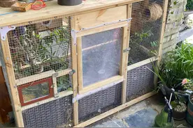 珍珠鸟原生态喂养方式，平时都不用打理，两个月生宝宝！懒人养鸟图片