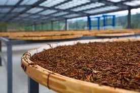 泡红茶有三个“忌讳”！想要红茶不掉价，建议泡茶时做好这3点图片