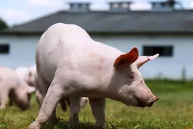 猪是蛇的“克星”？再毒的毒蛇都杀不死一头猪，有何科学依据？图片