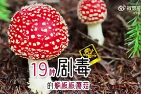 （视频）太原人，不要乱吃！盘点19种必须了解的毒蘑菇图片