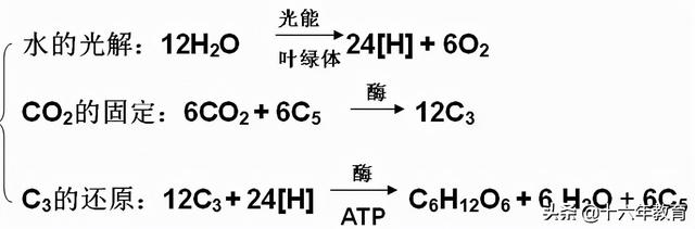 高中生物重要生化知识图解记忆（建议收藏）