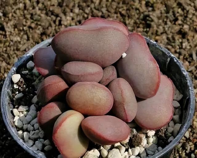 270种常见多肉图谱，一分钟认全！