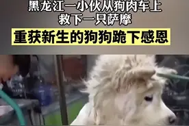 狗肉车上救下1只萨摩耶，随后朝着好心人“下跪”：谢谢你救下我图片