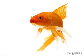 为什么养龙凤锦鲤的人很少，不流行的原因是什么？饲养难度大吗？图片