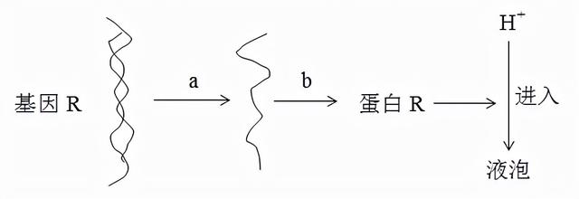 河南名校！省实验中学2021-2022学年高三上学期期中生物试题答案
