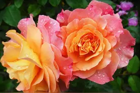 《红楼梦》教给女人的5个道理，说透人情世故，你一定要知道！图片