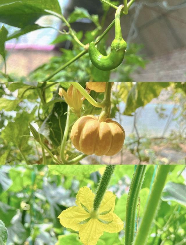 玩转农场——全年活动怎么做?记住这几点就够了