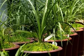 8月养兰花，做到“3少1多”，兰株长得旺，状态好图片