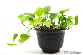 老话说“一颗绿萝七个鬼”，家里不要养，不吉利，有什么依据吗？图片