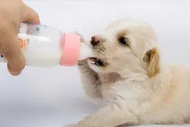 为什么狗妈妈把“幼崽”叼给你？其实是有原因的，别忽视了图片