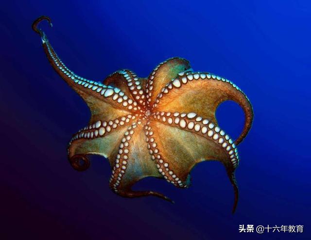 高中生物三年必背知识最全汇总（建议打印）