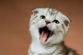 想让折耳猫多活几年，铲屎官的照顾是关键！折耳猫延长寿命的方法图片