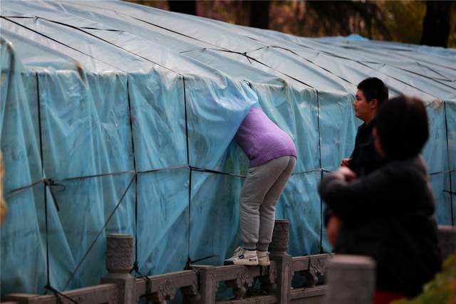 中国洛阳牡丹文化节每日花情专题播报之一含苞欲放