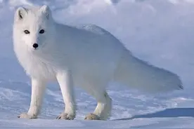 一银狐 狐小可爱 教其修炼 狐心难改 趁酒仙入梦偷走腰间灵珠 逃入凡尘图片