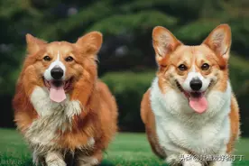 狗是怎么进行受精的图片