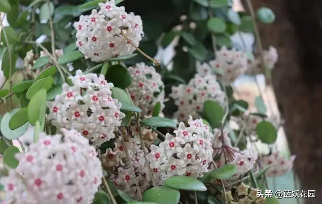 球兰的花架怎么搭（浓香耐阴的球兰）