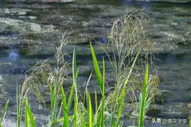告别香附子困扰，这几种除草剂帮助你轻松除草！图片