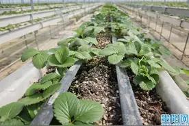 花溪区数千亩草莓已经基本完成种植图片