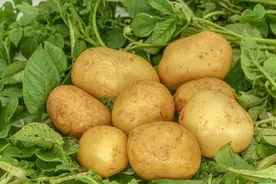 盘点十种不打农药的蔬菜，闭眼入放心吃图片