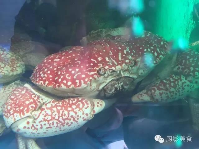 什么海鲜胶原蛋白最多 2025年海鲜含有胶原蛋白吗