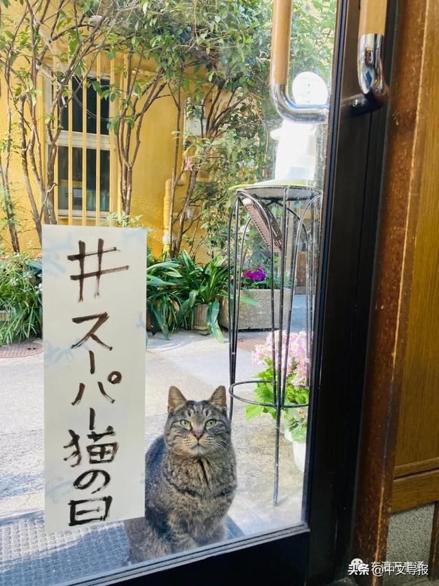 20220222:今天是百年难得一见的超级猫咪日