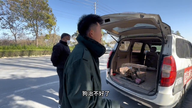 小伙说透网络卖狗骗局，传递正能量#纯种马犬