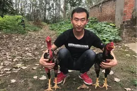 小哥养200只“战斗鸡”赢了身价倍增，价值堪比一头小牛，太刺激图片