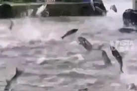 大面积鱼群“跳龙门”，地震前兆？官方回应：鱼跃现象与水体环境以及人为活动关系较大图片