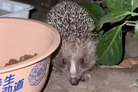 女子喂流浪猫引来刺猬，第二天再喂时刺猬竟拖家带口：不吃白不吃图片