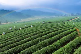 【九城同心向未来】咸宁：打造武汉“后花园”图片