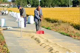 种粮大户要达到什么标准？大户每亩补贴多少钱？多地标准已明确图片