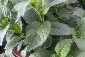 绣球花花后修剪完整指南，不怕剪不好，就怕你不学图片