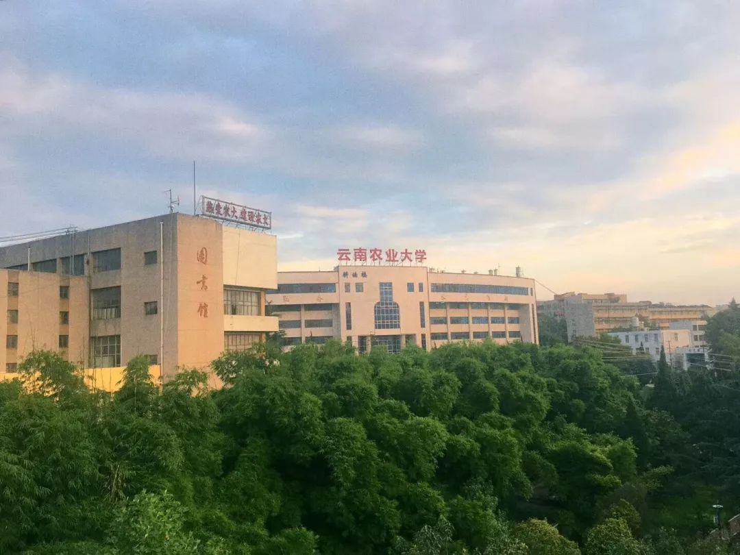 西南林業文科二本分數線_云南農業大學與西南林業大學對比_云南農業大學和西南林業大學哪個好