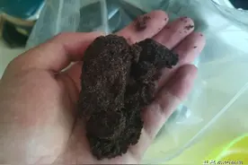 只需一个老红薯，就能让鲤鱼乖乖“就范”，此配方专攻野生大鲤子图片