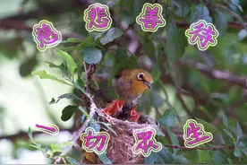 老子讲道：绝仁弃义为哪般？图片