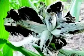 东北方言土语大全续篇之四：东北农村70-80年代的小吃和零食图片