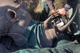 人类对犀牛最大的谎言：乖，只要切掉你的角，你就能活下来！图片