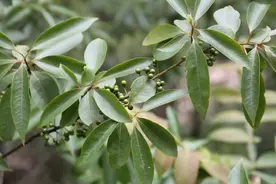 你家的“樟脑丸”是樟脑做的吗？我们都被骗了这么多年图片