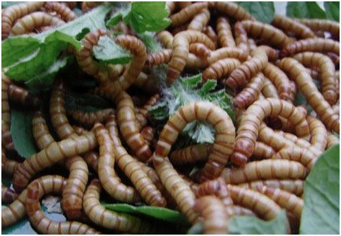 蛋白虫养殖大概要投资多少钱（云南耘禾农业蛋白虫养殖为农户共同富裕添砖加瓦）