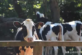 乳业双雄“阴影”之下，二线乳企“困在原地”图片