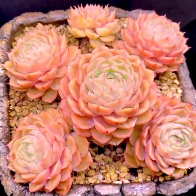 满满的少女心,最美53款粉色系多肉