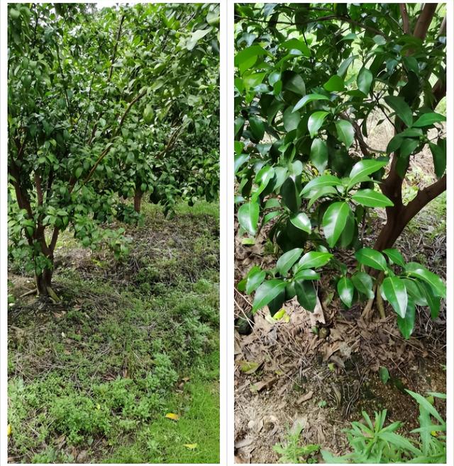 6鏈堢鐞嗭綔鑴辫偉涓ラ噸鑶ㄦ灉鎱㈡垚棣栬闂锛佹灉涓ぇ灏忓樊璺濆ぇ锛岃灗铏梾澶? onerror=