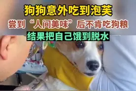 狗狗意外吃到泡芙，尝到“人间美味”后不肯吃狗粮结果把自己饿到脱水图片