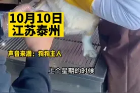 狗狗意外吃到泡芙，尝到“人间美味”后不肯吃狗粮结果把自己饿到脱水图片