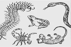 蜈蚣作为五毒之一，毒得死蛇为何毒不死大公鸡，鸡到底是啥段位图片