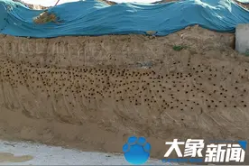 郑州一工地上百只崖沙燕筑巢，施工人员：近几个月不动筑巢的土崖图片