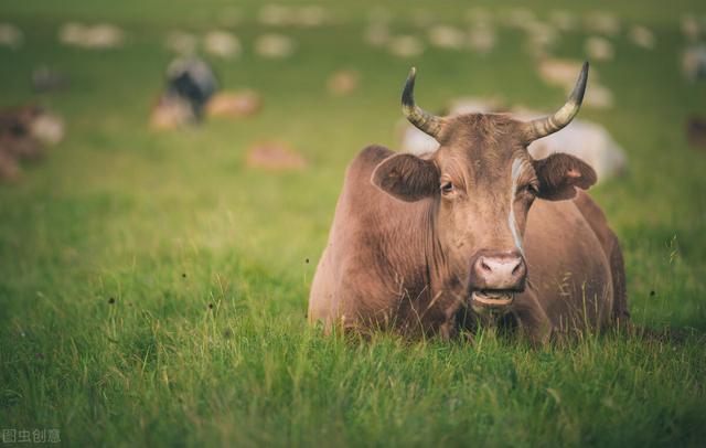 想要牛羊长得快还是得喂饲料添加剂（兽用小料）