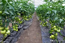 为什么很多人种菜都喜欢用牛奶？到底有什么作用？看后才明白图片